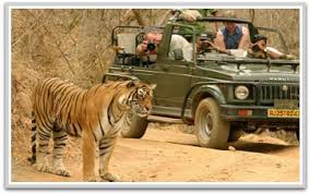 Wildlife Tour of Rajasthan Wildlife Tour of Rajasthan